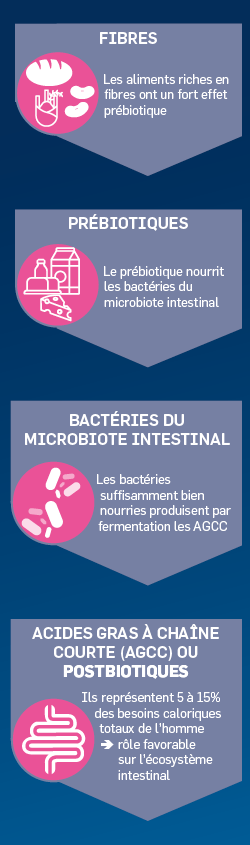 Un apport insuffisant en fibres alimentaires nuit au microbiote intestinal  et à l'équilibre du système immunitaire